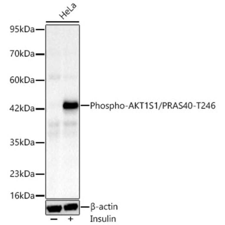 Western Blot - Anti-PRAS40 (Phospho T246) Antibody [ARC66323] (A329772) - Antibodies.com
