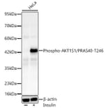 Western Blot - Anti-PRAS40 (Phospho T246) Antibody [ARC66323] (A329772) - Antibodies.com