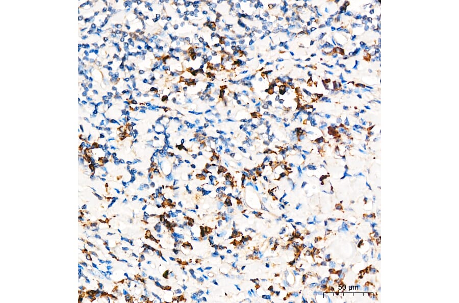 Immunohistochemistry - Anti-PRELID1 Antibody (A329773) - Antibodies.com
