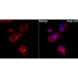 Immunofluorescence - Anti-PRELID1 Antibody (A329773) - Antibodies.com