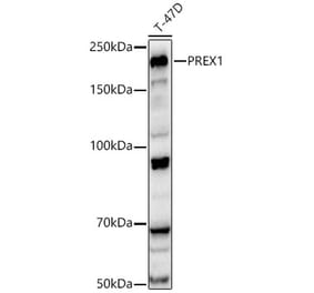 Western Blot - Anti-PREX1 Antibody (A329776) - Antibodies.com