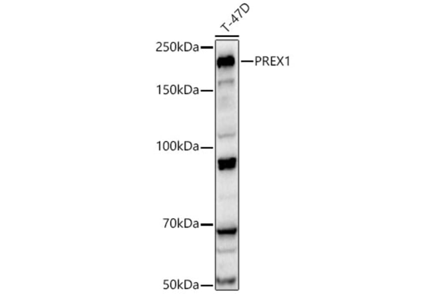 Western Blot - Anti-PREX1 Antibody (A329776) - Antibodies.com
