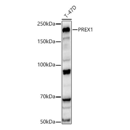 Western Blot - Anti-PREX1 Antibody (A329776) - Antibodies.com