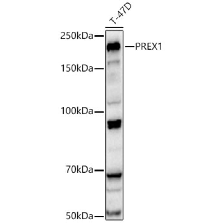 Western Blot - Anti-PREX1 Antibody (A329776) - Antibodies.com