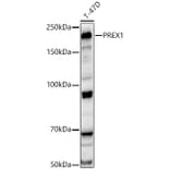 Western Blot - Anti-PREX1 Antibody (A329776) - Antibodies.com