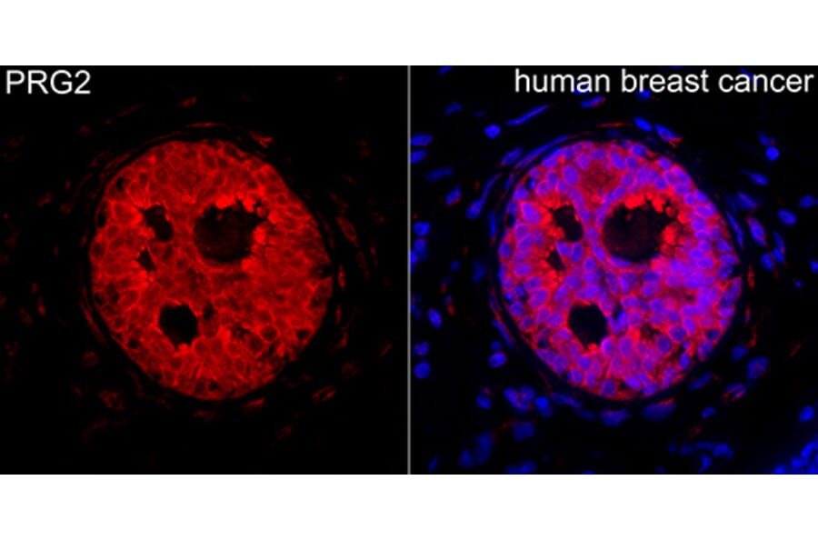 Immunofluorescence - Anti-PRG2 Antibody (A329777) - Antibodies.com