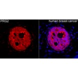 Immunofluorescence - Anti-PRG2 Antibody (A329777) - Antibodies.com
