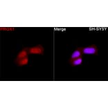 Immunofluorescence - Anti-PROX1 Antibody (A329780) - Antibodies.com