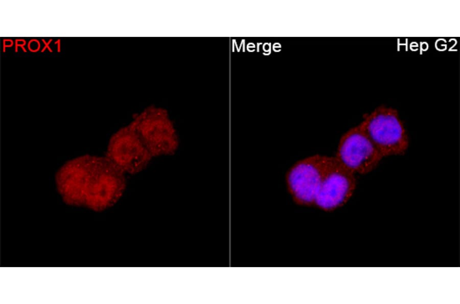 Immunofluorescence - Anti-PROX1 Antibody (A329780) - Antibodies.com