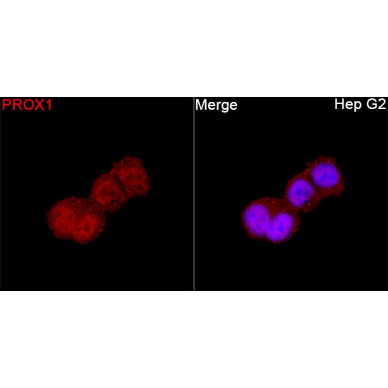 Immunofluorescence - Anti-PROX1 Antibody (A329780) - Antibodies.com