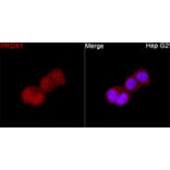 Immunofluorescence - Anti-PROX1 Antibody (A329780) - Antibodies.com