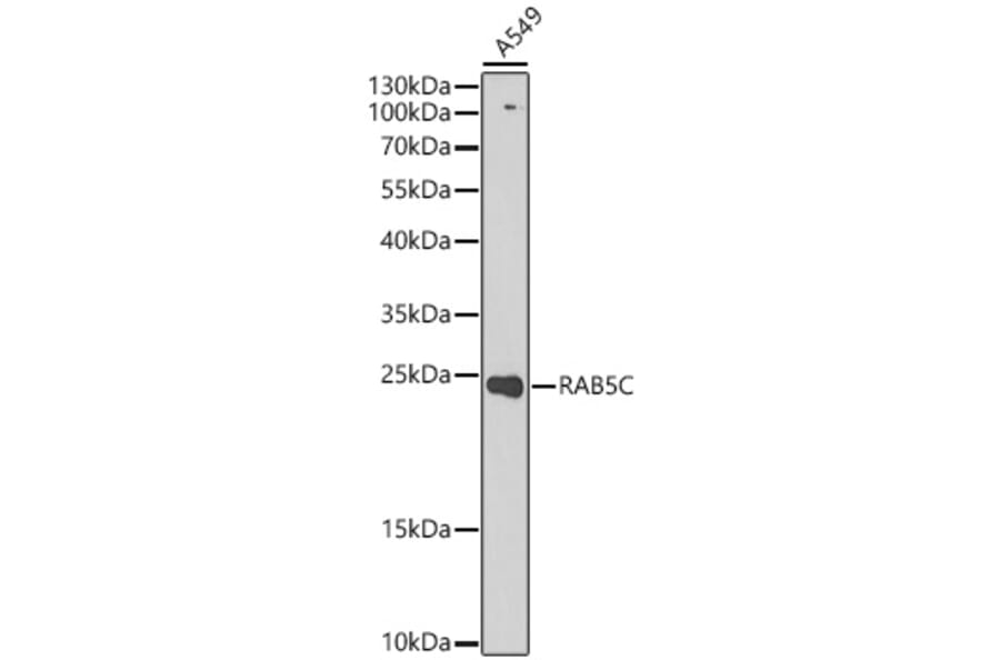 Western Blot - Anti-RAB5C Antibody (A329783) - Antibodies.com