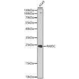 Western Blot - Anti-RAB5C Antibody (A329783) - Antibodies.com