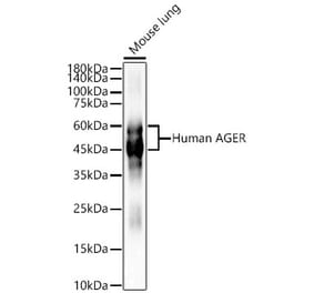 Western Blot - Anti-RAGE Antibody (A329785) - Antibodies.com