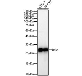 Western Blot - Anti-RALA Antibody [ARC3081] (A329788) - Antibodies.com