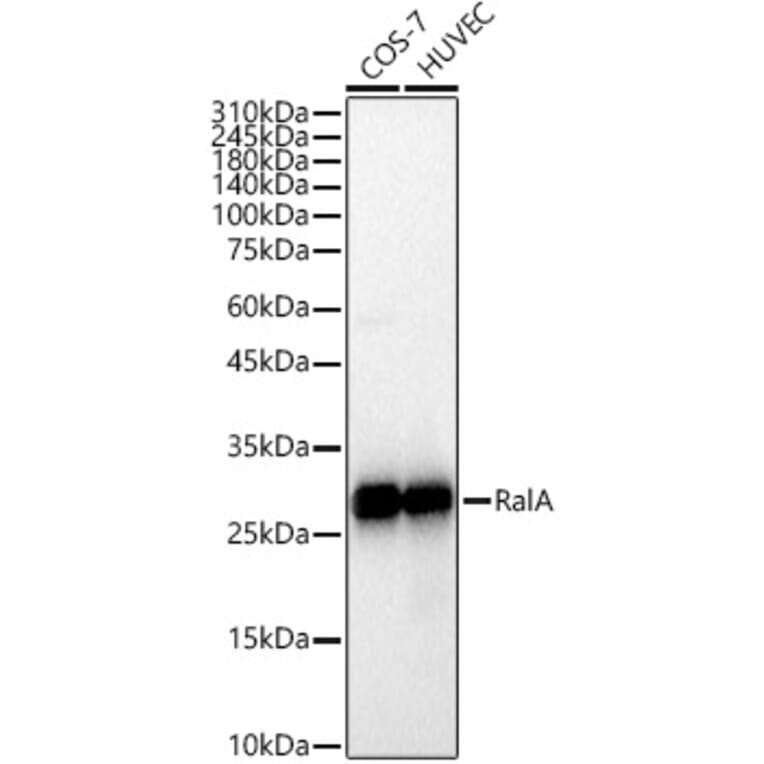 Western Blot - Anti-RALA Antibody [ARC3081] (A329788) - Antibodies.com