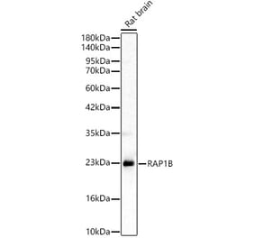 Western Blot - Anti-RAP1B Antibody (A329790) - Antibodies.com