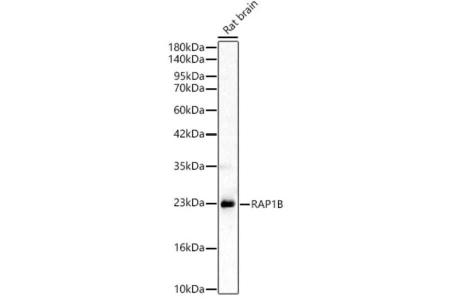 Western Blot - Anti-RAP1B Antibody (A329790) - Antibodies.com