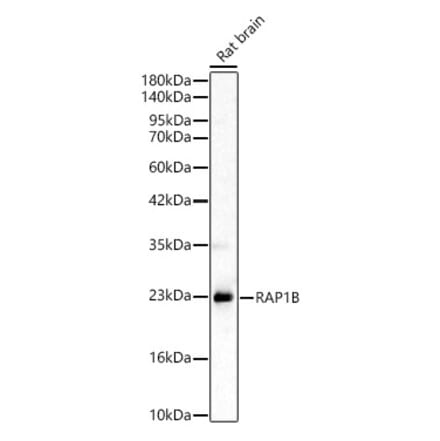 Western Blot - Anti-RAP1B Antibody (A329790) - Antibodies.com