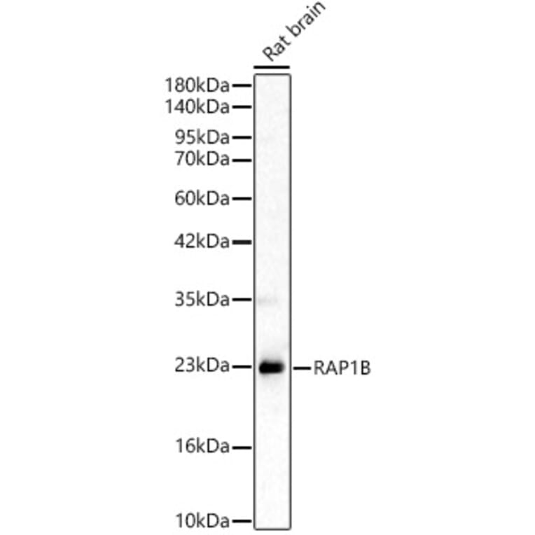 Western Blot - Anti-RAP1B Antibody (A329790) - Antibodies.com