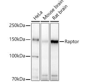 Western Blot - Anti-Raptor Antibody (A329791) - Antibodies.com