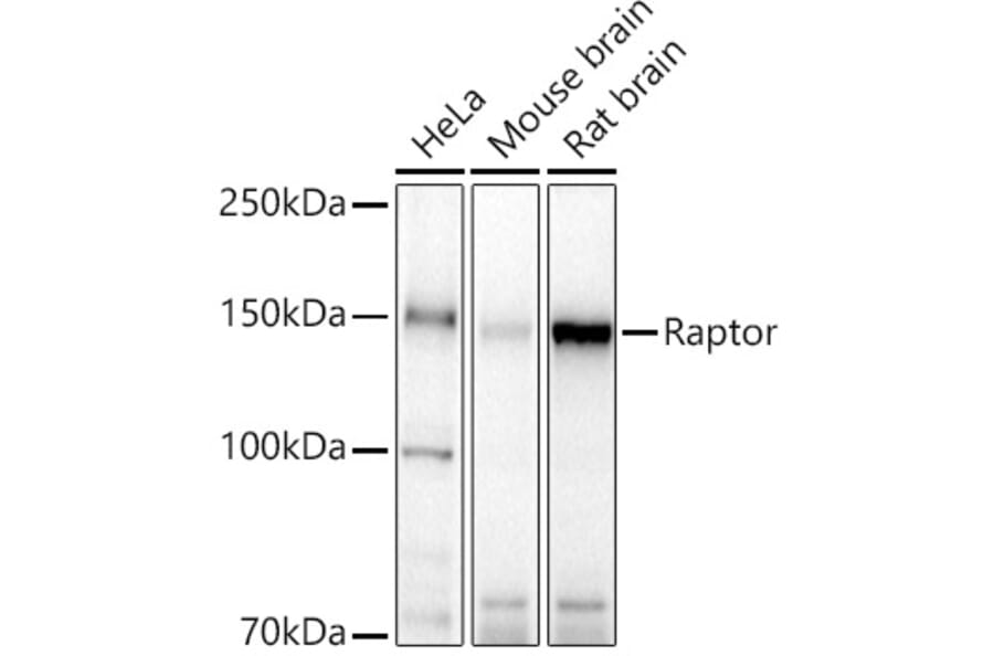 Western Blot - Anti-Raptor Antibody (A329791) - Antibodies.com