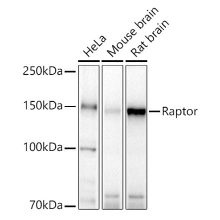 Western Blot - Anti-Raptor Antibody (A329791) - Antibodies.com