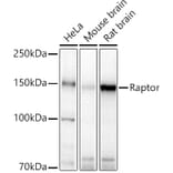 Western Blot - Anti-Raptor Antibody (A329791) - Antibodies.com