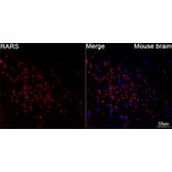 Immunofluorescence - Anti-RARS Antibody [ARC65518] (A329792) - Antibodies.com
