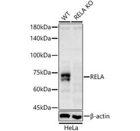 Western Blot - Anti-RELA Antibody (A329795) - Antibodies.com
