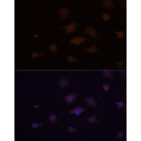 Immunofluorescence - Anti-REP-2 Antibody (A329797) - Antibodies.com