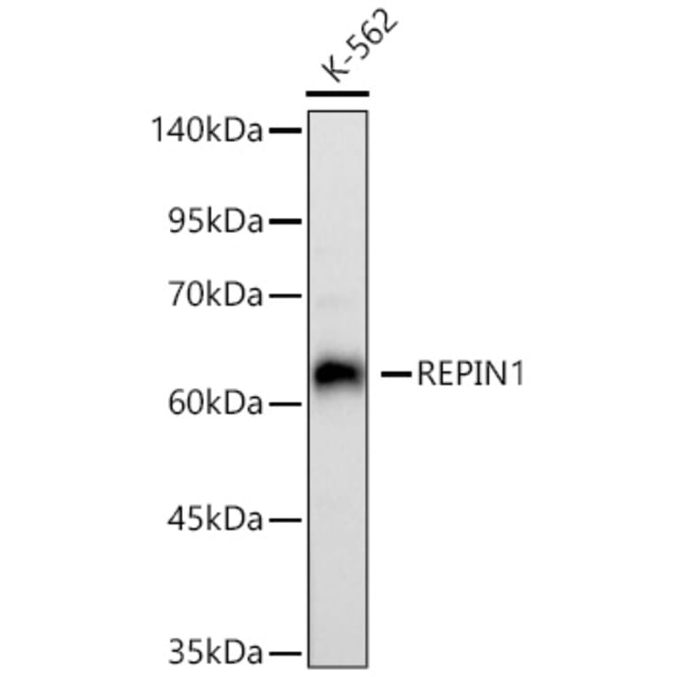 Western Blot - Anti-REPIN1 Antibody (A329798) - Antibodies.com