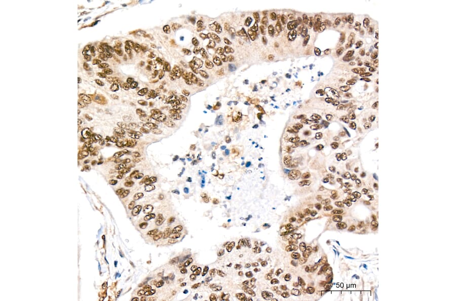 Immunohistochemistry - Anti-REPIN1 Antibody (A329798) - Antibodies.com