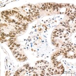 Immunohistochemistry - Anti-REPIN1 Antibody (A329798) - Antibodies.com