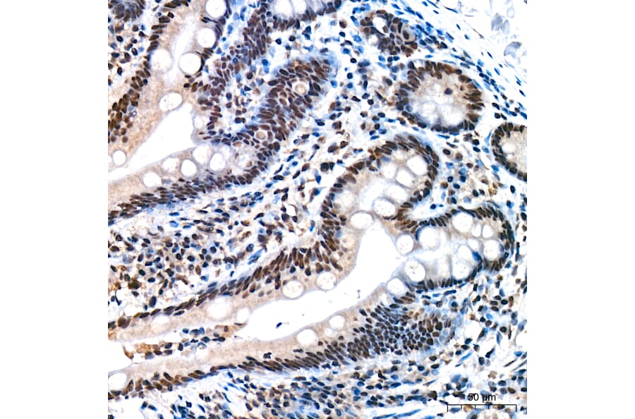 Immunohistochemistry - Anti-REPIN1 Antibody (A329798) - Antibodies.com