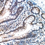 Immunohistochemistry - Anti-REPIN1 Antibody (A329798) - Antibodies.com