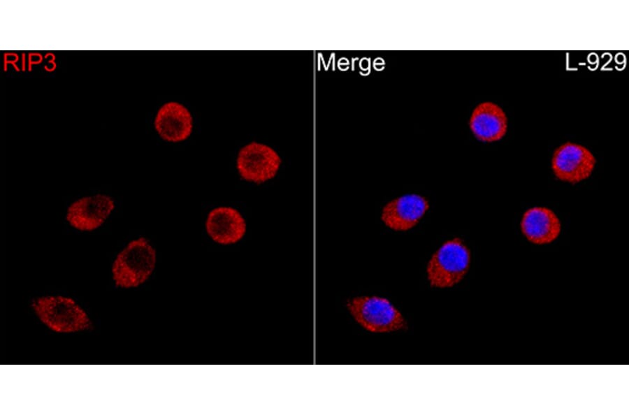 Immunofluorescence - Anti-RIP3 Antibody (A329805) - Antibodies.com