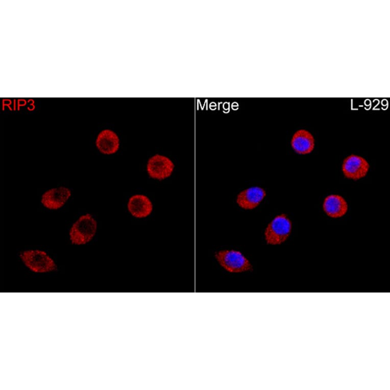 Immunofluorescence - Anti-RIP3 Antibody (A329805) - Antibodies.com