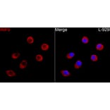 Immunofluorescence - Anti-RIP3 Antibody (A329805) - Antibodies.com