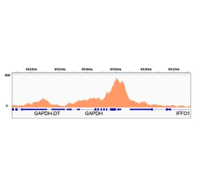 ChImmunoprecipitation - Anti-RNA polymerase II CTD repeat YSPTSPS (Phospho S2) Antibody [ARC1540] (A329807) - Antibodies.com