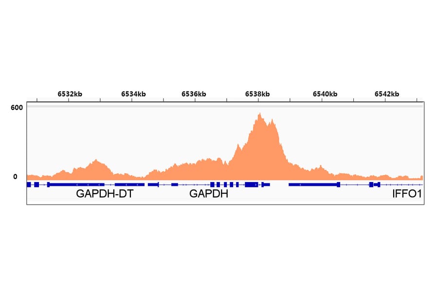 ChImmunoprecipitation - Anti-RNA polymerase II CTD repeat YSPTSPS (Phospho S2) Antibody [ARC1540] (A329807) - Antibodies.com