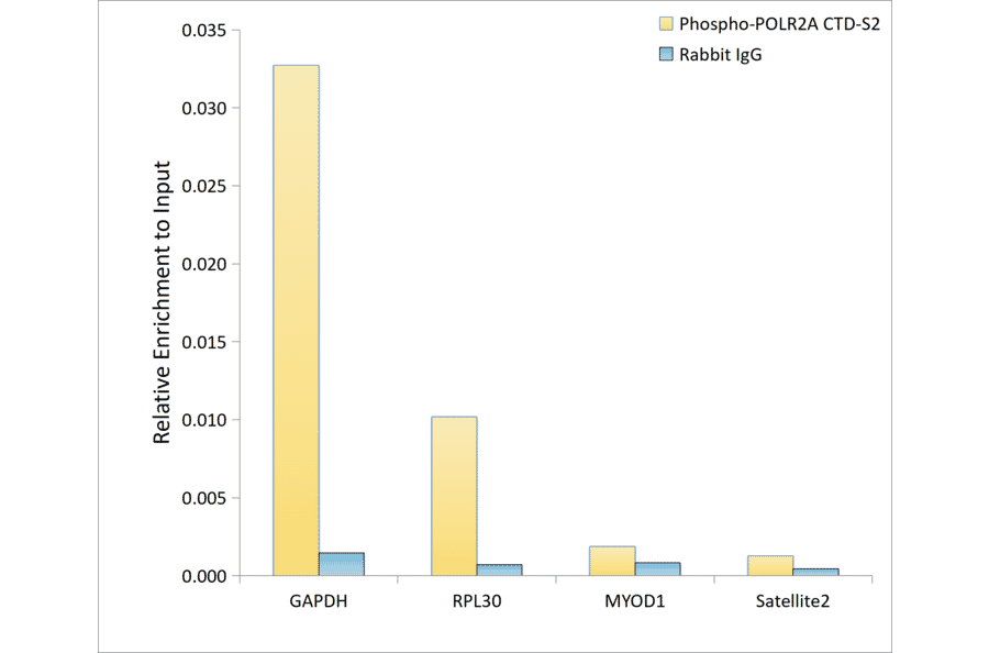 ChImmunoprecipitation - Anti-RNA polymerase II CTD repeat YSPTSPS (Phospho S2) Antibody [ARC1540] (A329807) - Antibodies.com