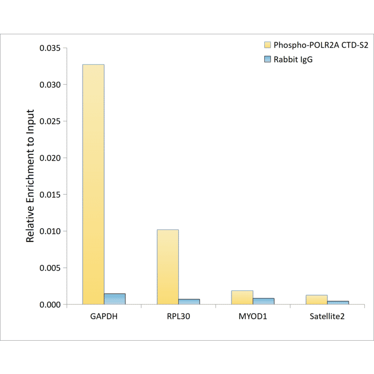 ChImmunoprecipitation - Anti-RNA polymerase II CTD repeat YSPTSPS (Phospho S2) Antibody [ARC1540] (A329807) - Antibodies.com