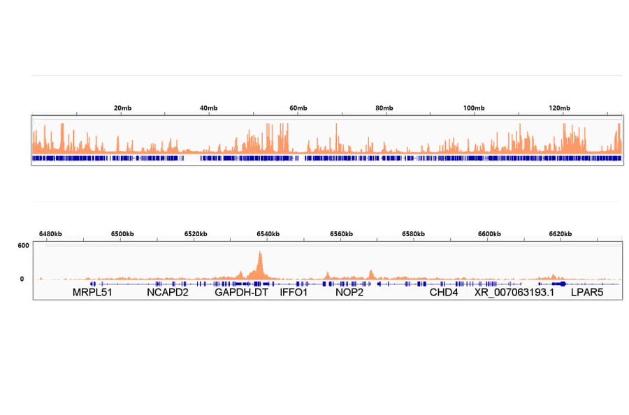 ChImmunoprecipitation - Anti-RNA polymerase II CTD repeat YSPTSPS (Phospho S2) Antibody [ARC1540] (A329807) - Antibodies.com