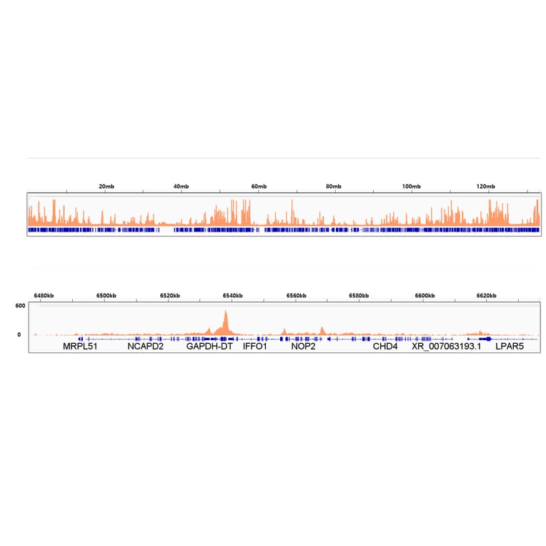 ChImmunoprecipitation - Anti-RNA polymerase II CTD repeat YSPTSPS (Phospho S2) Antibody [ARC1540] (A329807) - Antibodies.com
