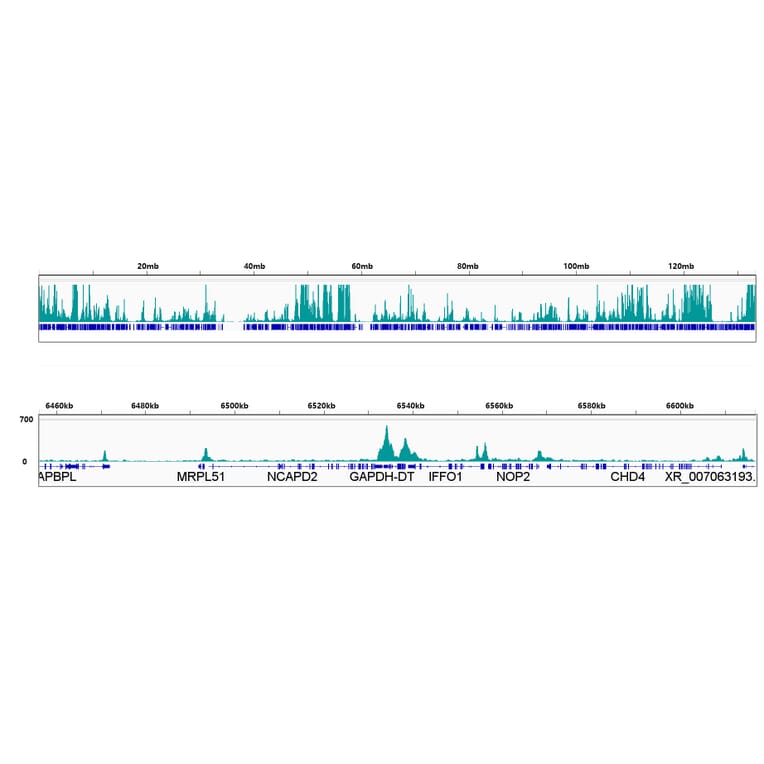 CUT&Tag - Anti-RNA polymerase II CTD repeat YSPTSPS (Phospho S2) Antibody [ARC1540] (A329807) - Antibodies.com