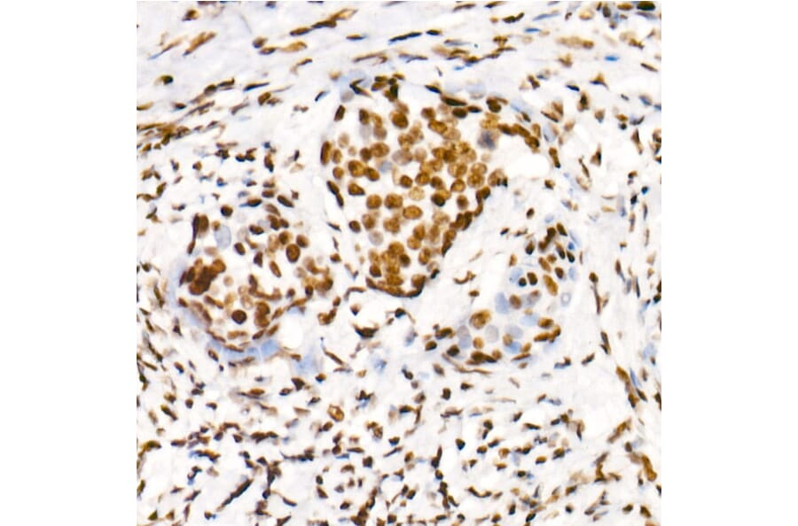 Immunohistochemistry - Anti-RNA polymerase II CTD repeat YSPTSPS (Phospho S2) Antibody [ARC1540] (A329807) - Antibodies.com