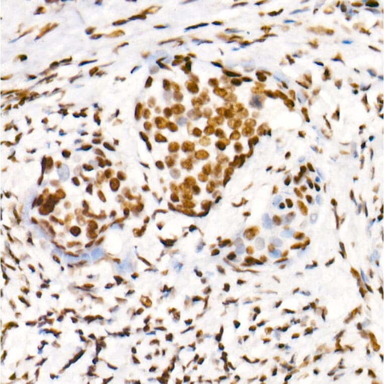 Immunohistochemistry - Anti-RNA polymerase II CTD repeat YSPTSPS (Phospho S2) Antibody [ARC1540] (A329807) - Antibodies.com
