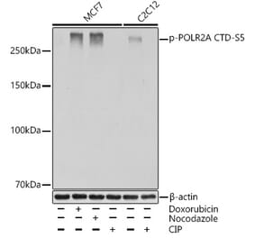 Western Blot - Anti-RNA polymerase II CTD repeat YSPTSPS (Phospho S5) Antibody [ARC1541] (A329808) - Antibodies.com