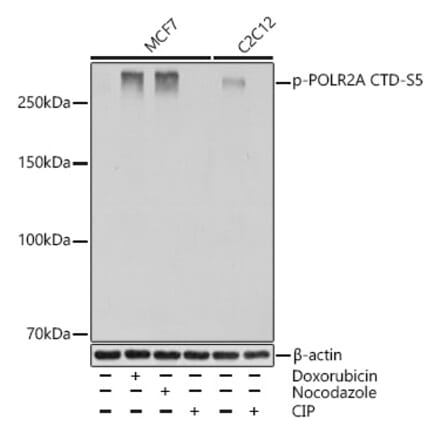 Western Blot - Anti-RNA polymerase II CTD repeat YSPTSPS (Phospho S5) Antibody [ARC1541] (A329808) - Antibodies.com